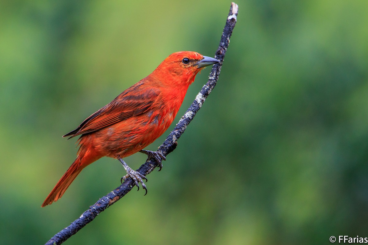 Hepatic Tanager - Fernando Farias