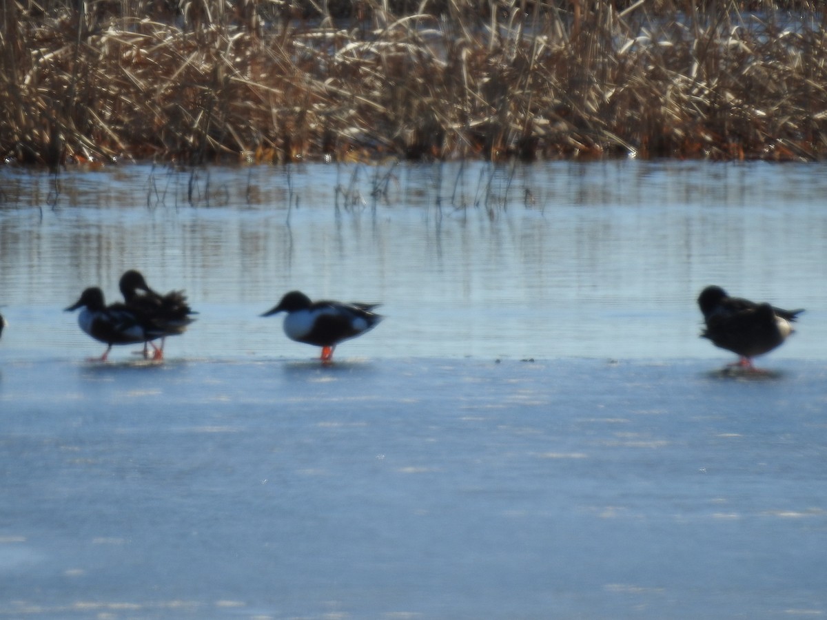 Northern Shoveler - ML84073851