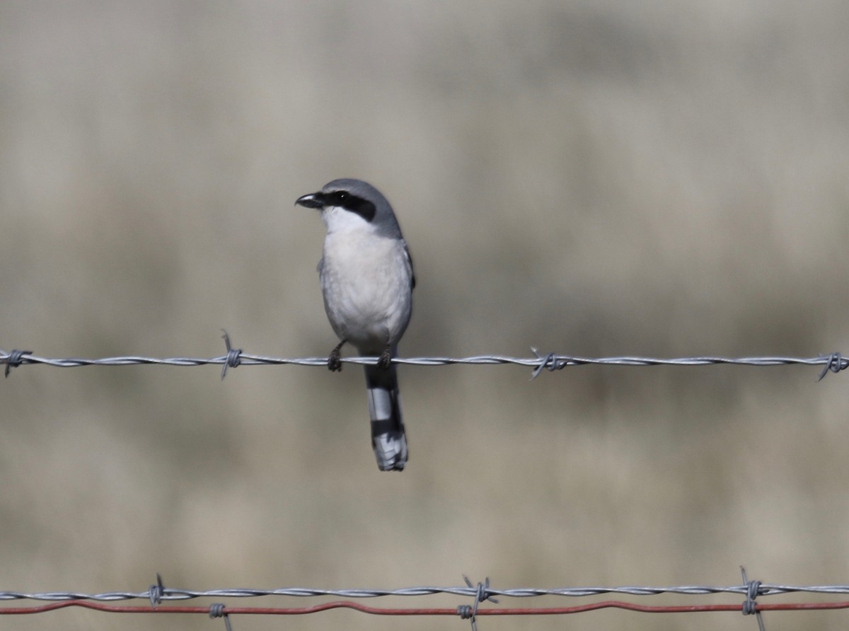 Loggerhead Shrike - ML84074461