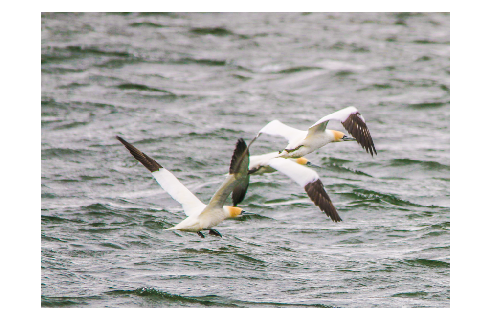 Northern Gannet - Susan Matson