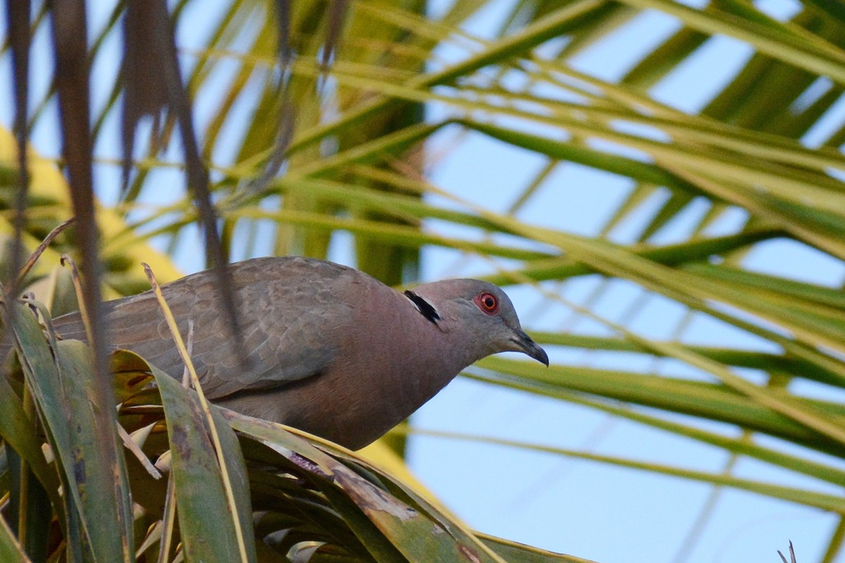 Mourning Collared-Dove - Marie O'Neill