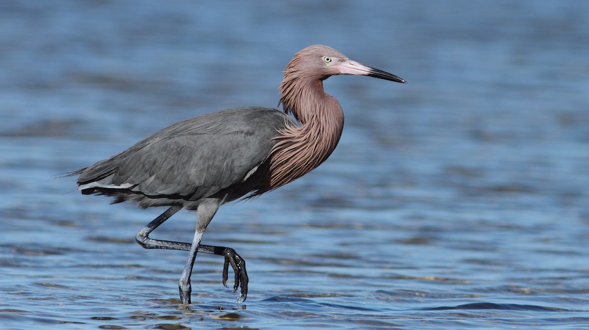 Reddish Egret - ML84075821