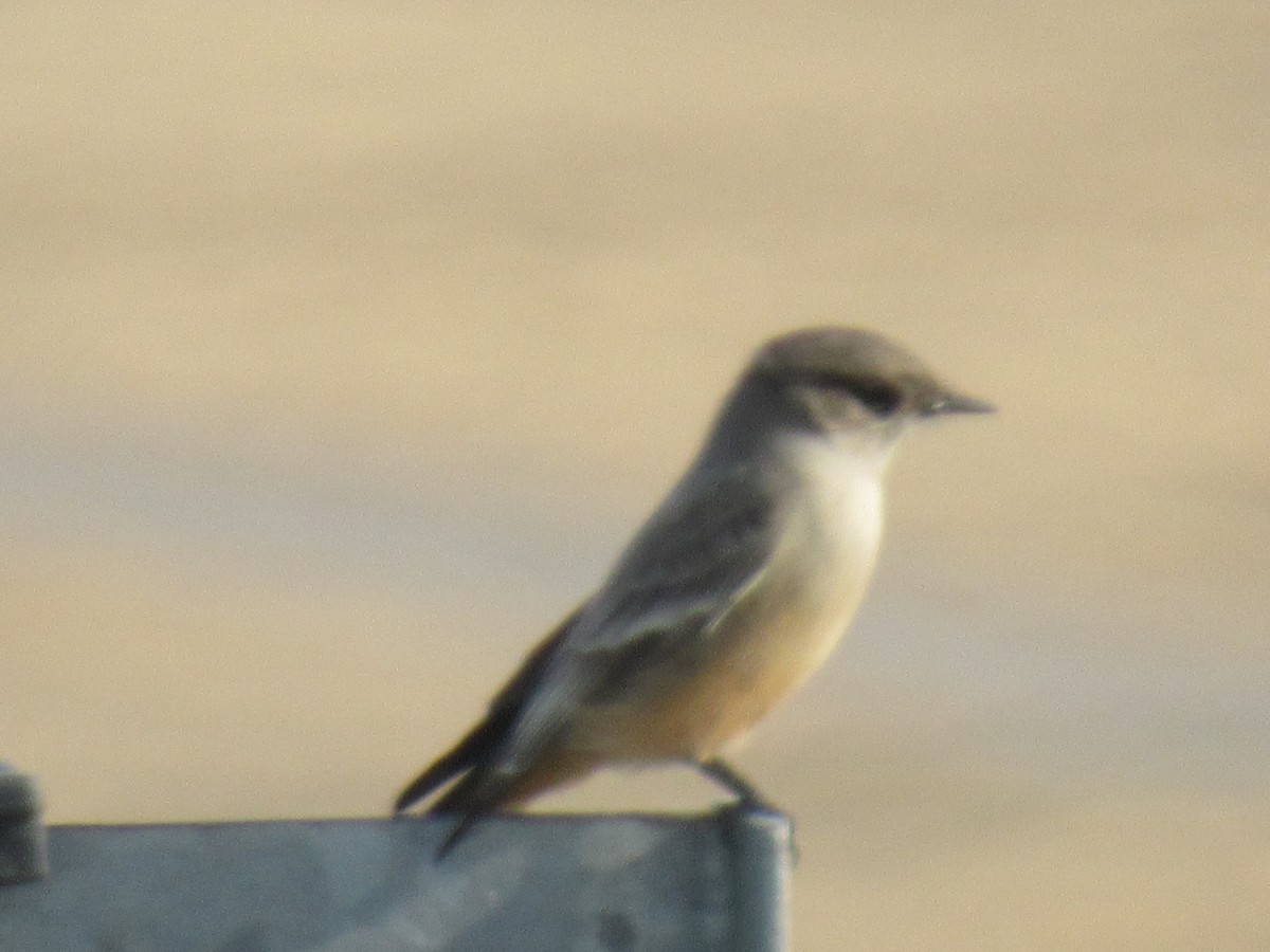 Say's Phoebe - ML84077051