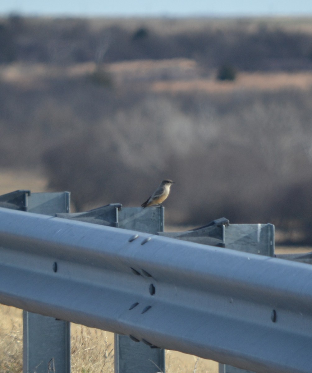 Say's Phoebe - ML84077181