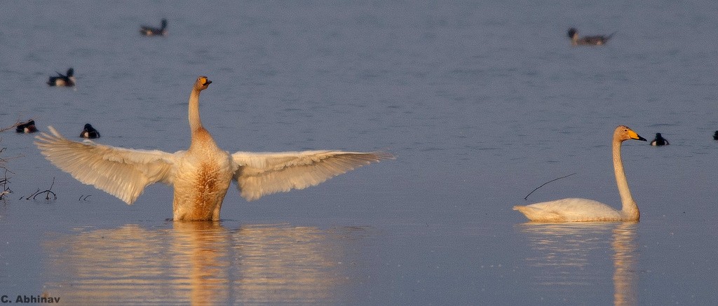 Whooper Swan - ML84077201