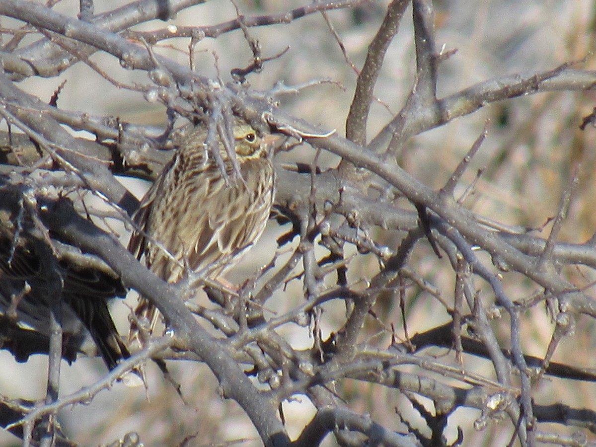 Savannah Sparrow - ML84077321