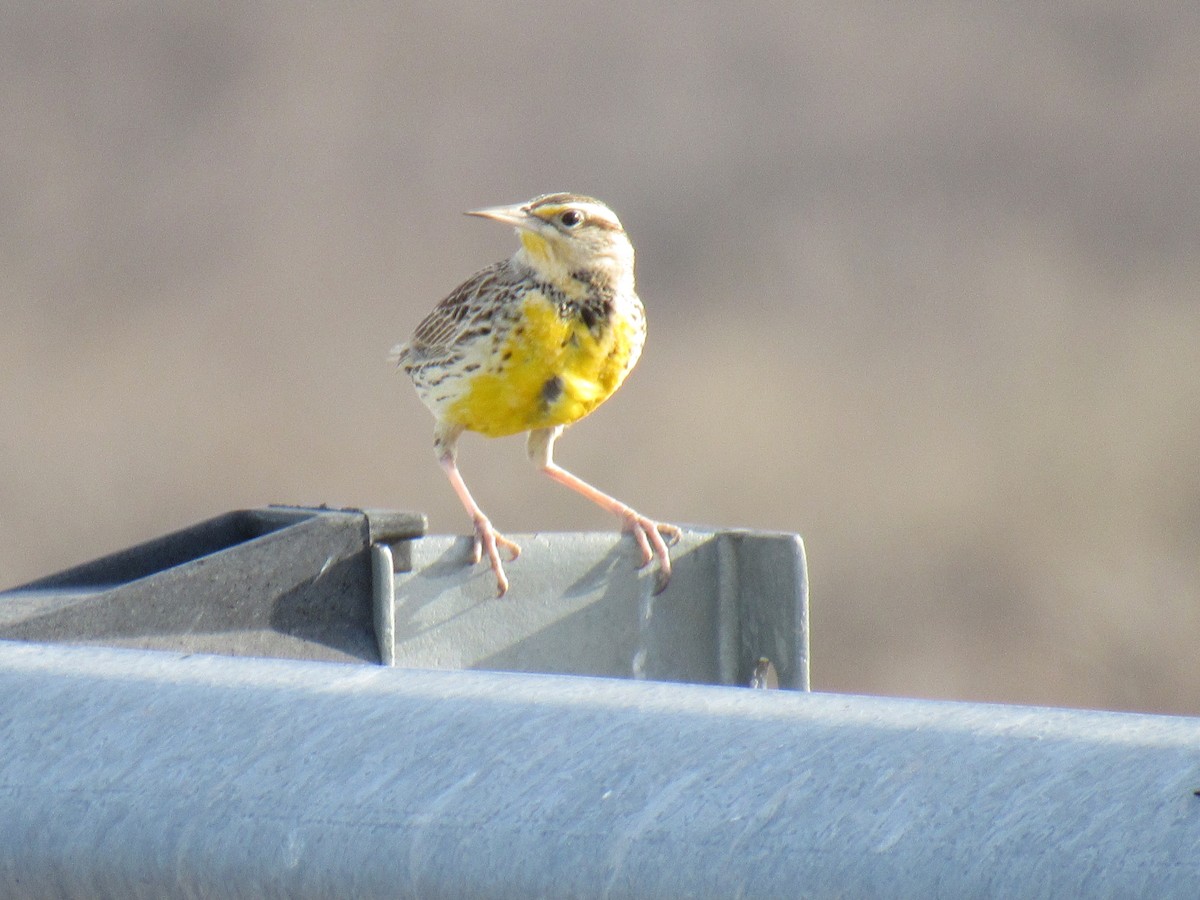 Western/Eastern Meadowlark - ML84077481