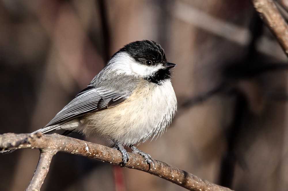 Black-capped Chickadee - Jean-Guy Papineau