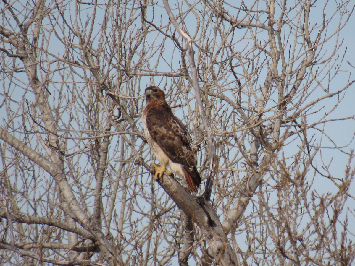 Red-tailed Hawk - ML84077681