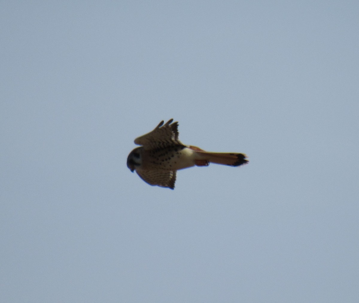 American Kestrel - ML84077941