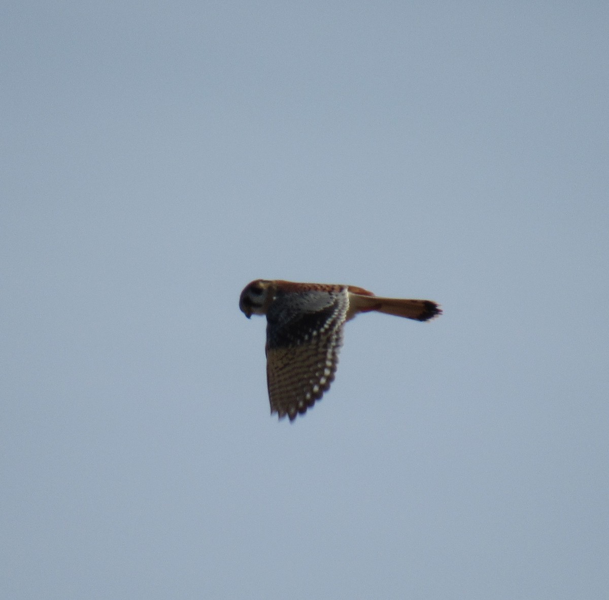 American Kestrel - ML84078301