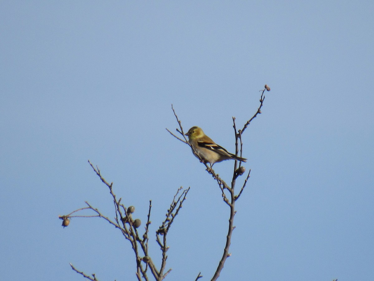 American Goldfinch - ML84078471