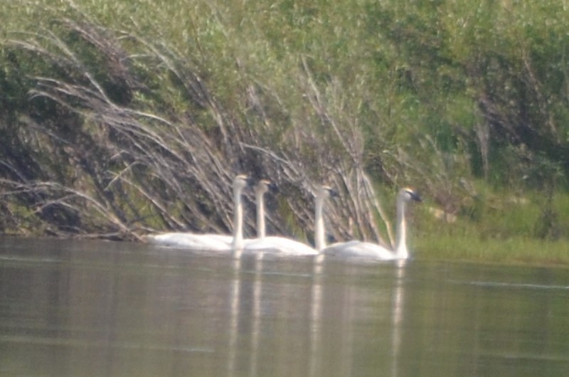 Trumpeter Swan - ML84079501