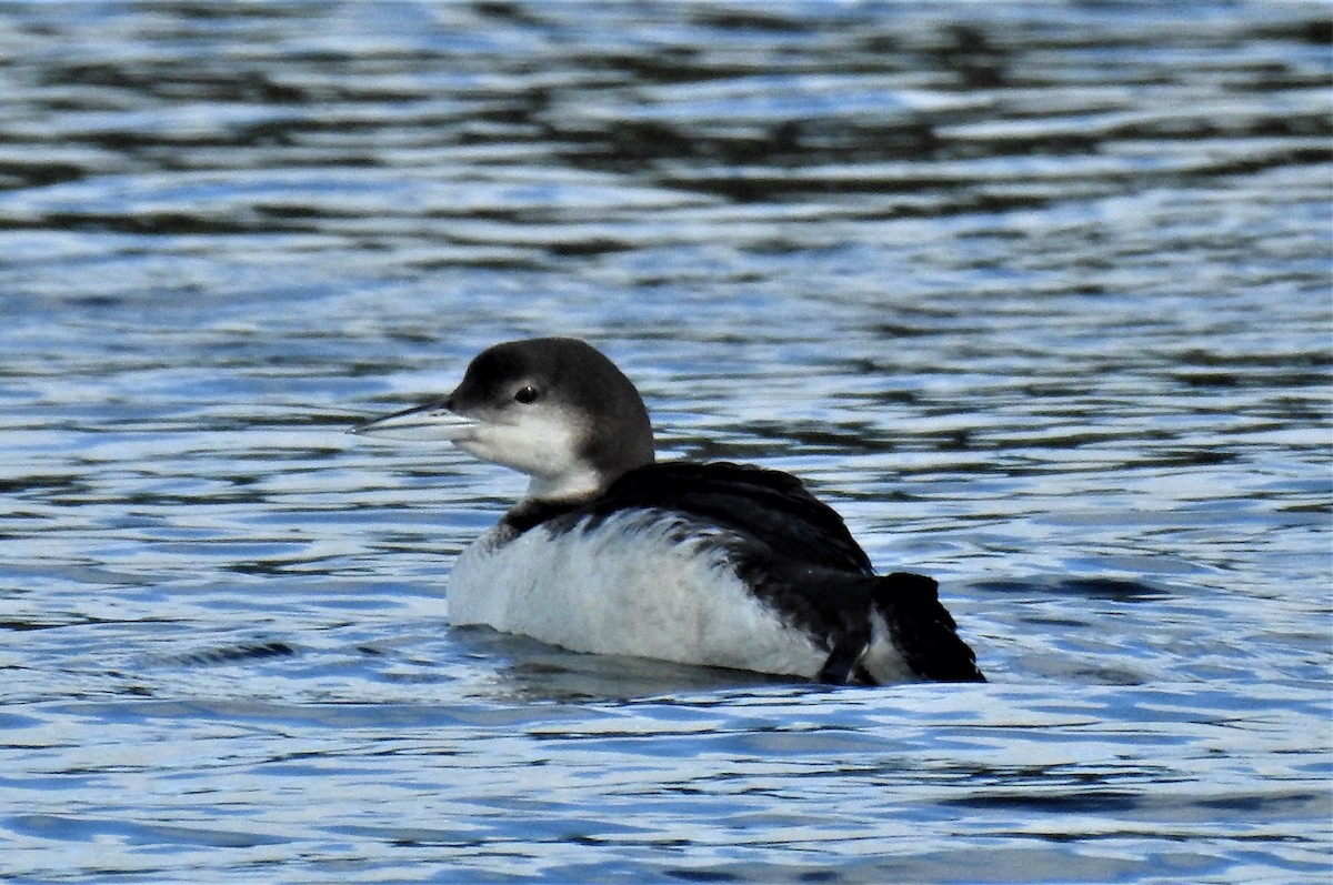 Common Loon - david gabay