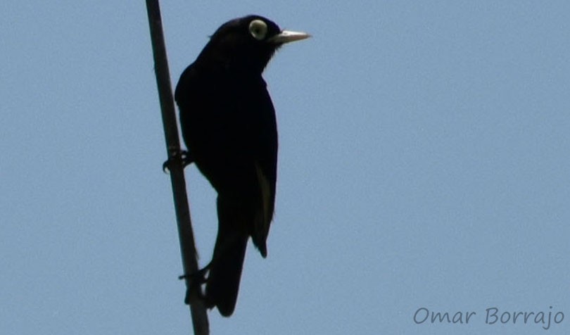 Spectacled Tyrant - ML84080951