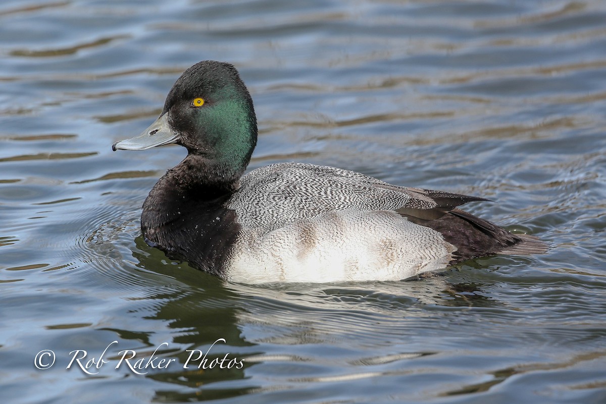Lesser Scaup - Robert Raker