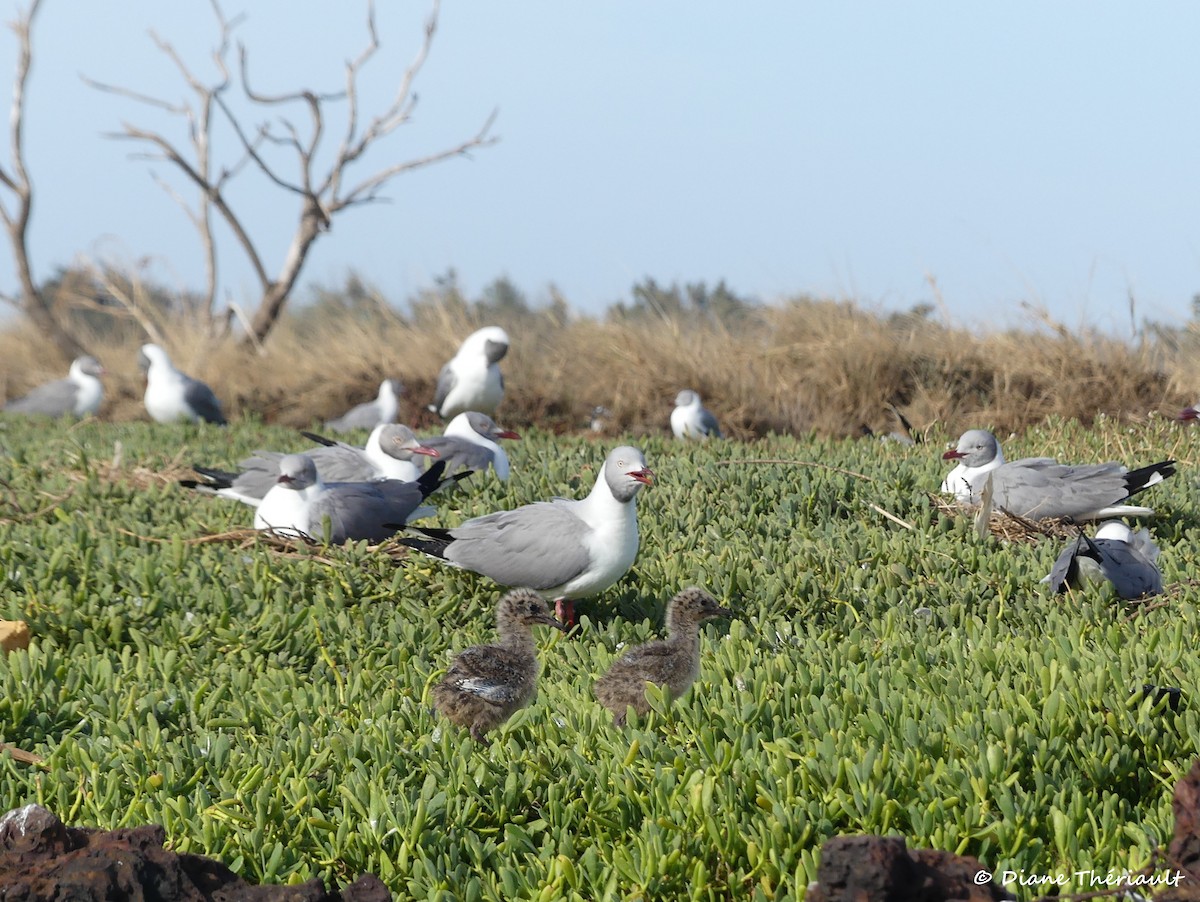 Gray-hooded Gull - ML84082111