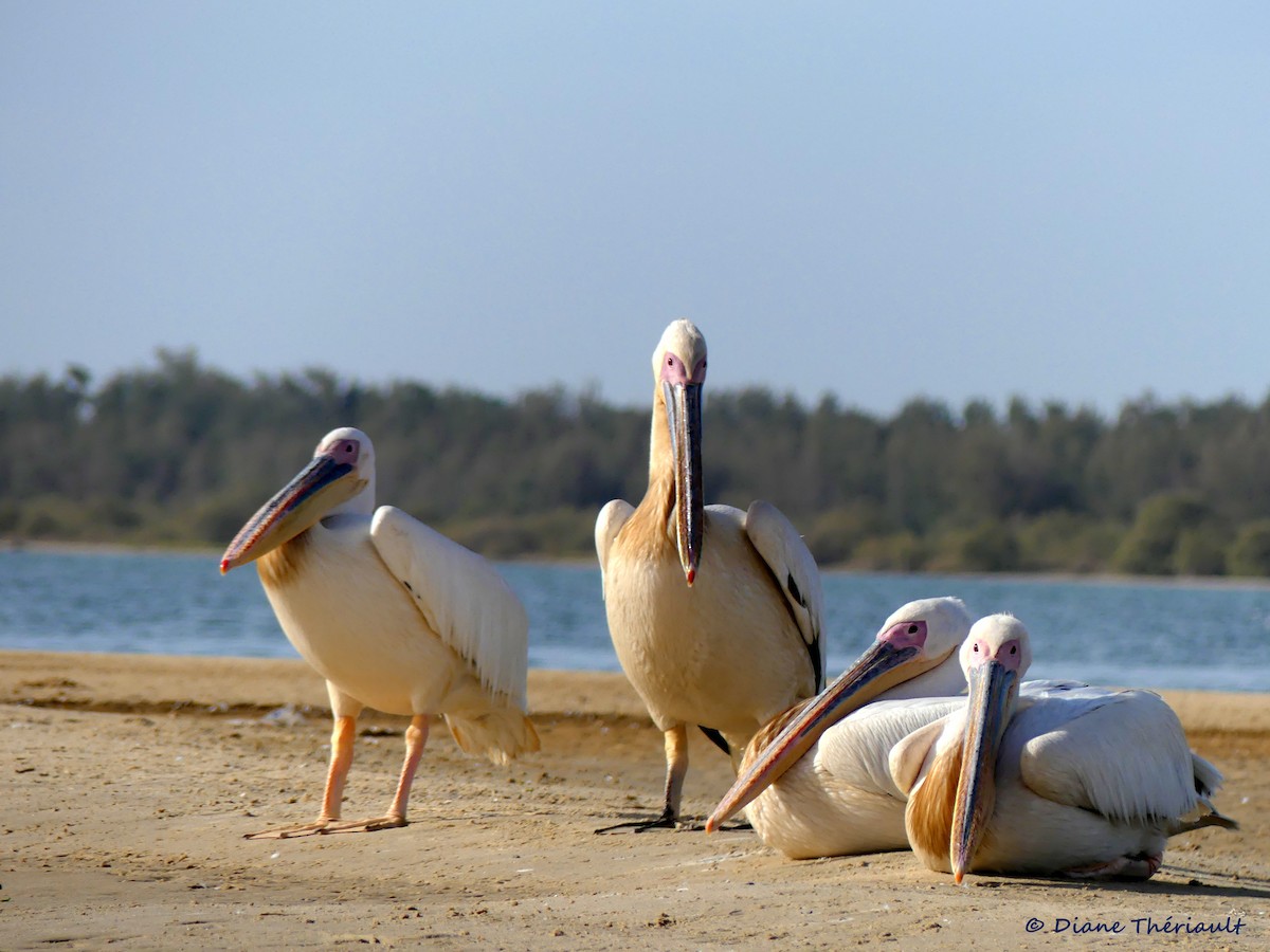 pelikán bílý - ML84082231