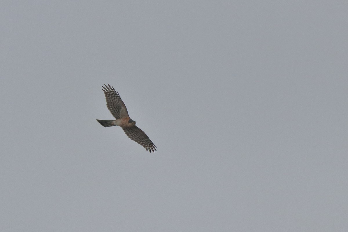 Eurasian Sparrowhawk - ML84082381
