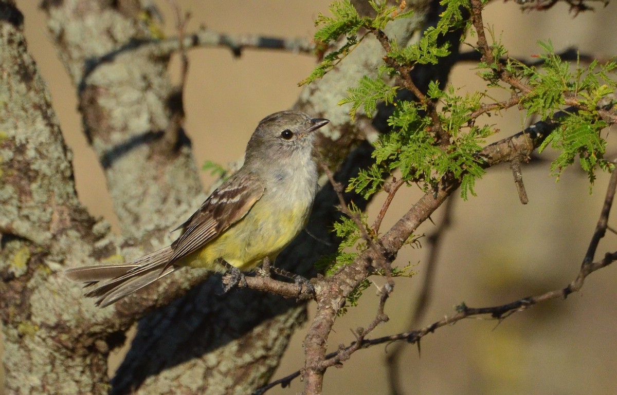 Southern Scrub-Flycatcher - ML84085871