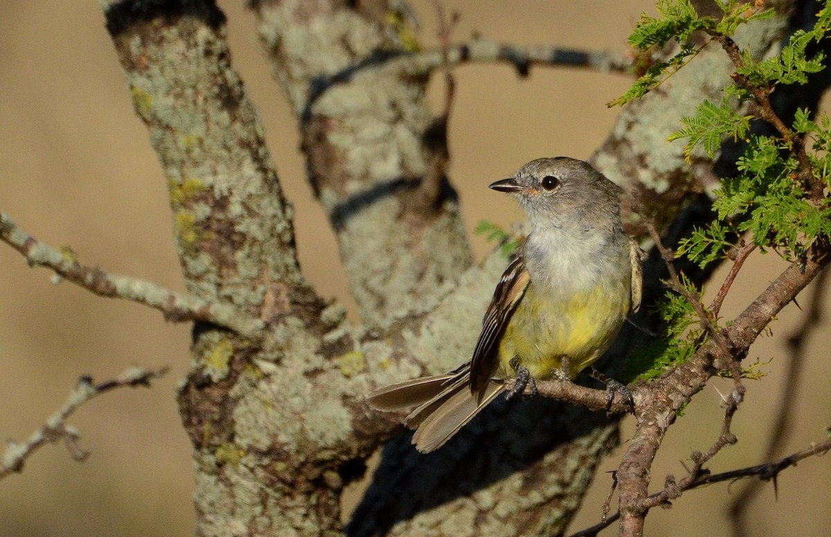 Southern Scrub-Flycatcher - ML84085911