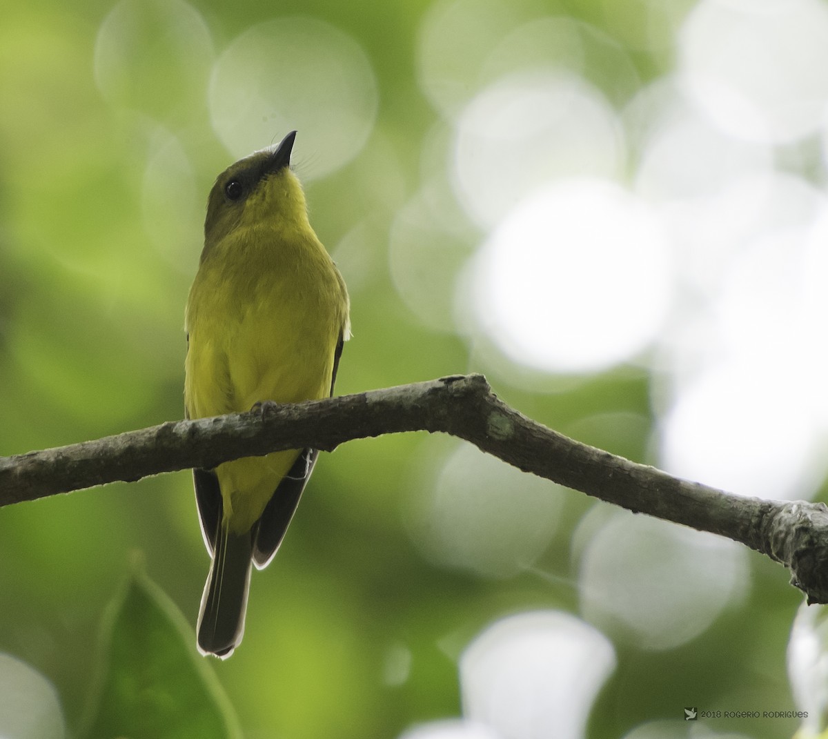 Bornean Whistler - Rogério Rodrigues