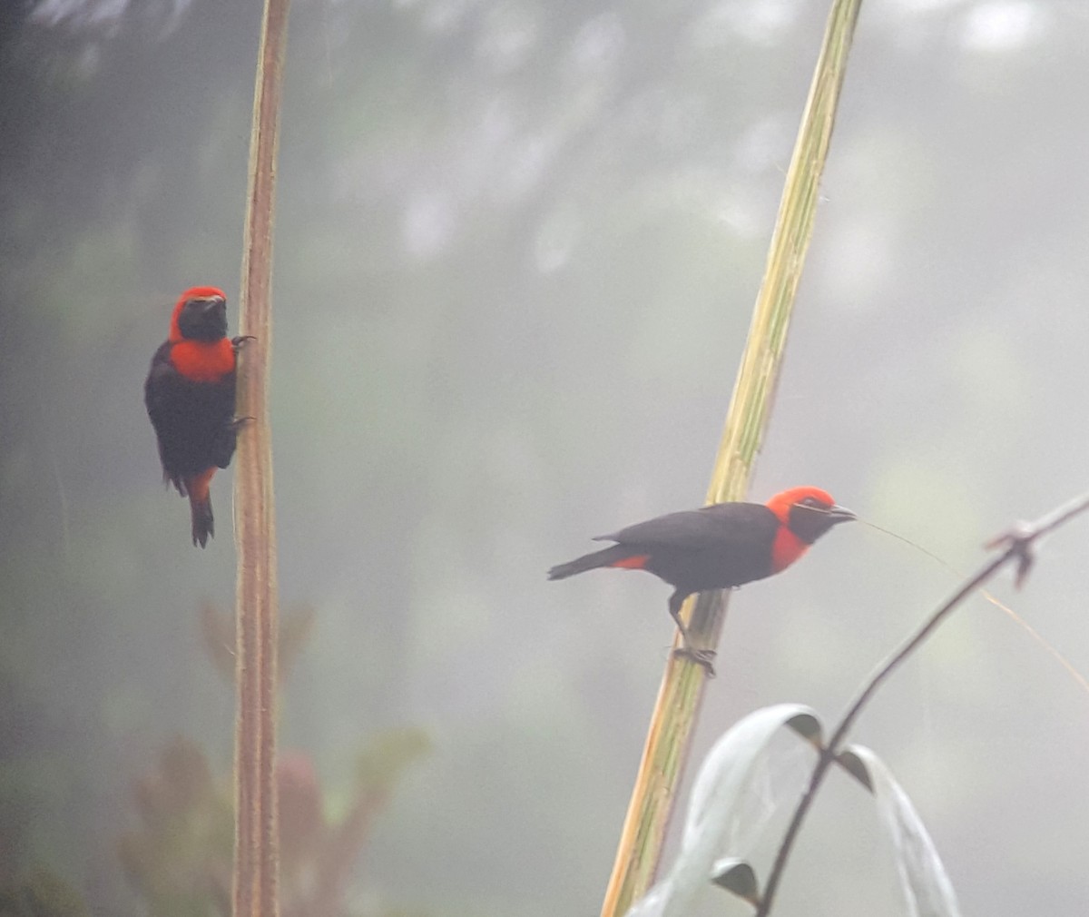 Red-vented Malimbe - Daniel Casey