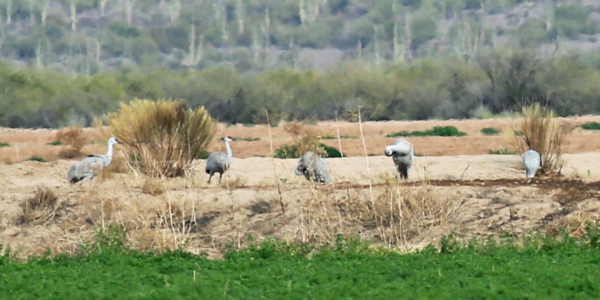 עגור קנדי - ML84088991