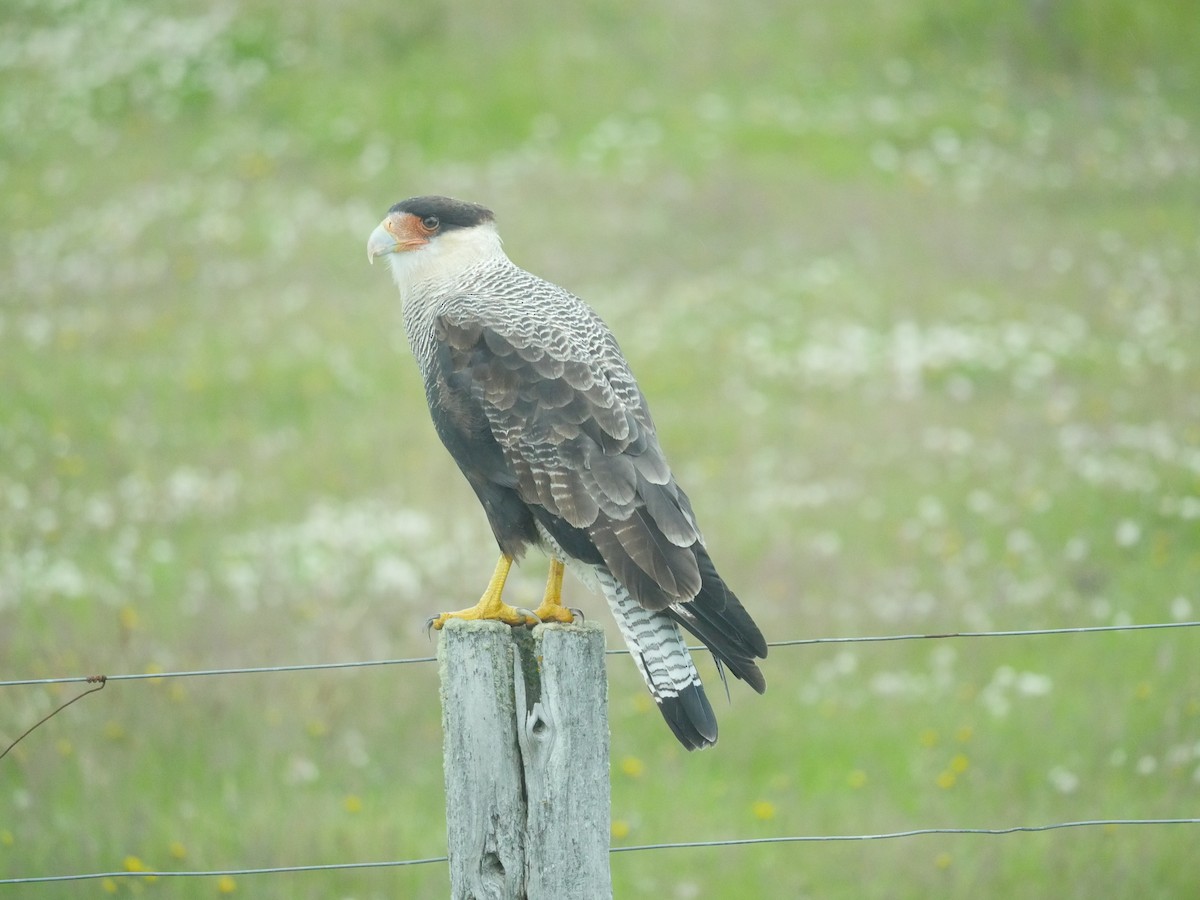 Crested Caracara (Southern) - ML84089101