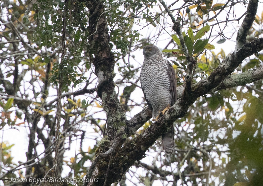 Henst's Goshawk - Jason Boyce