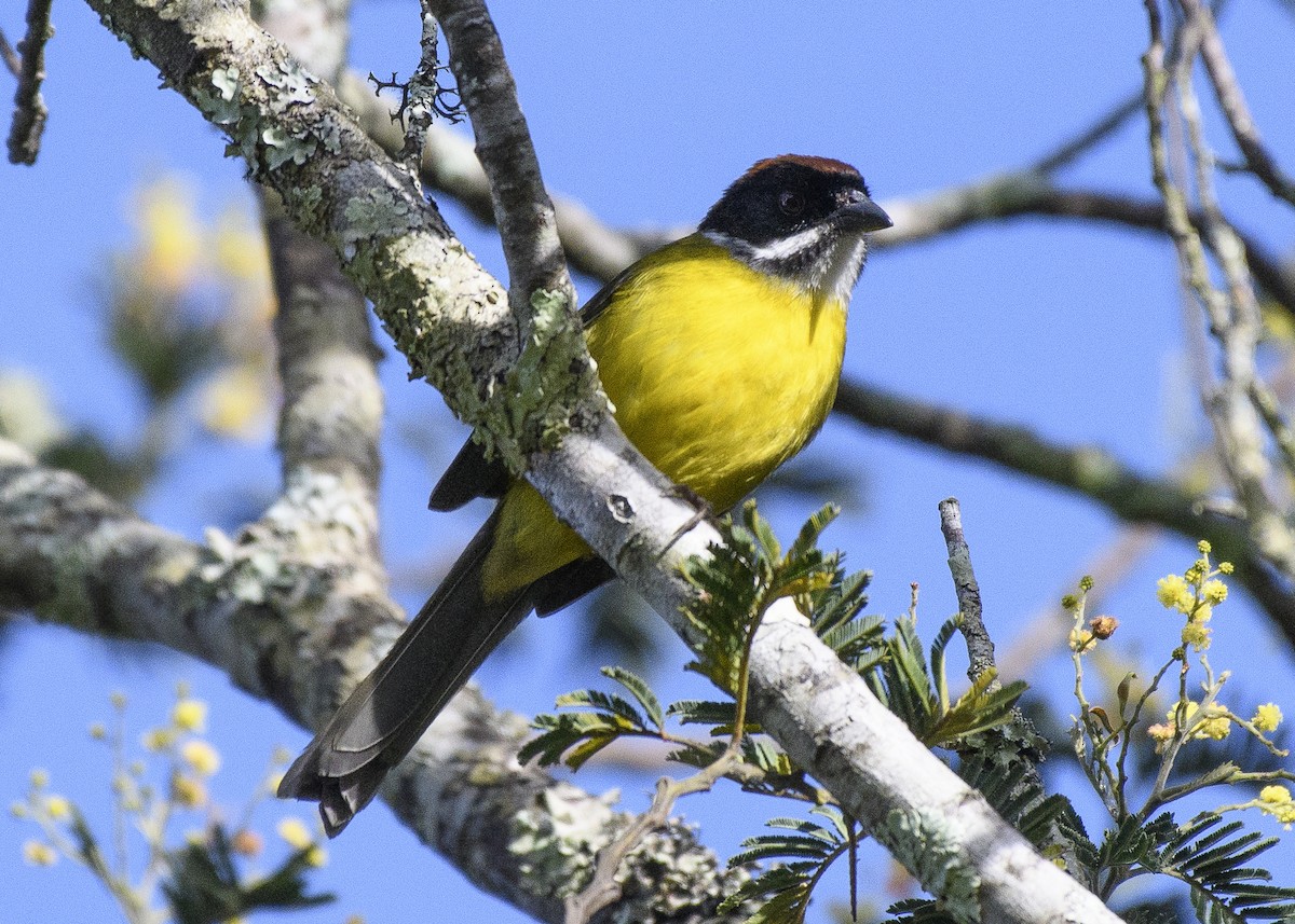 Weißbart-Buschammer (albofrenatus) - ML84091411