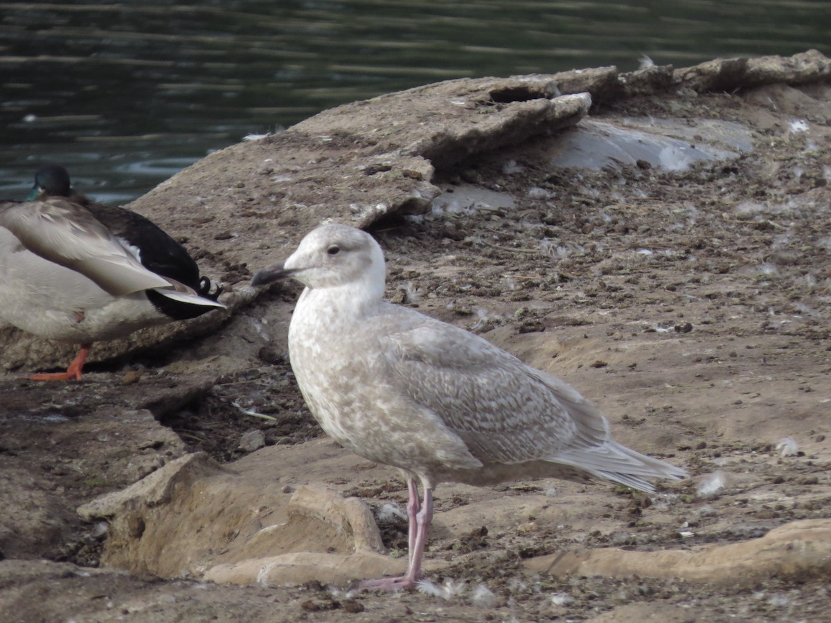 Glaucous-winged Gull - ML84091431