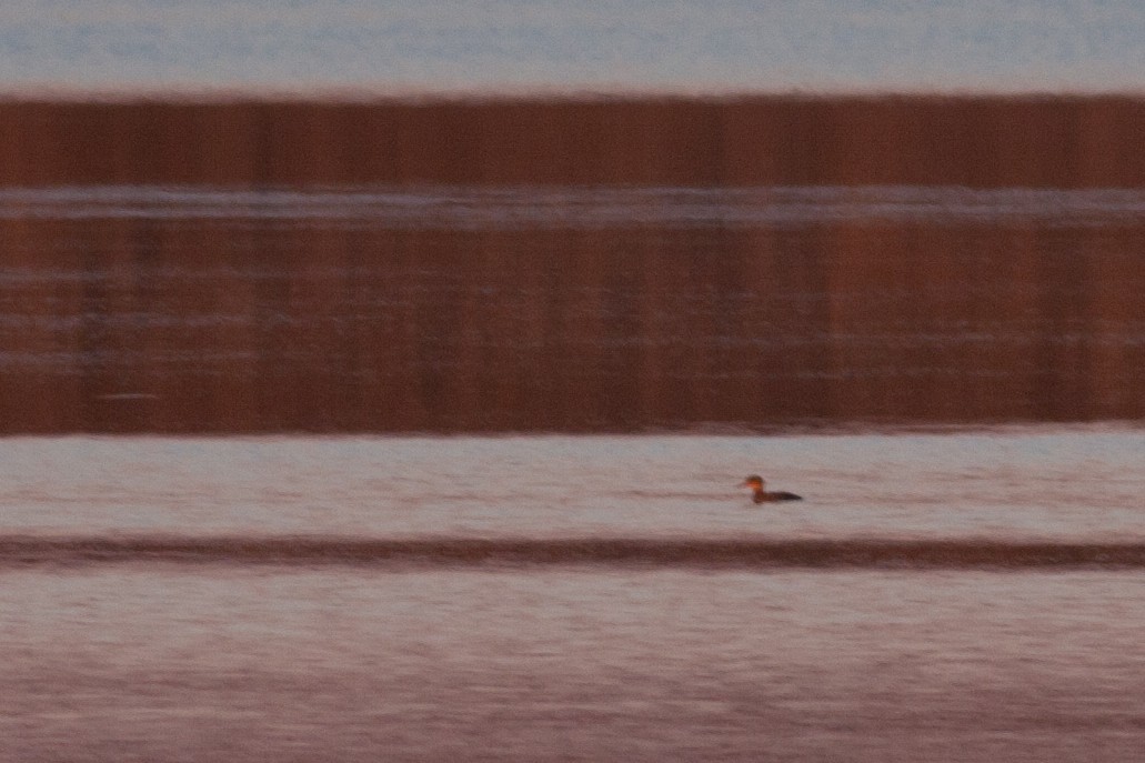 Hooded Merganser - ML84091531