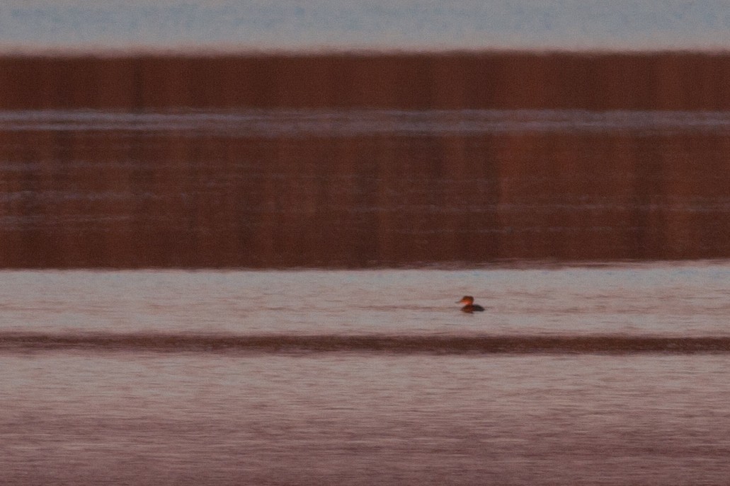 Hooded Merganser - ML84091541