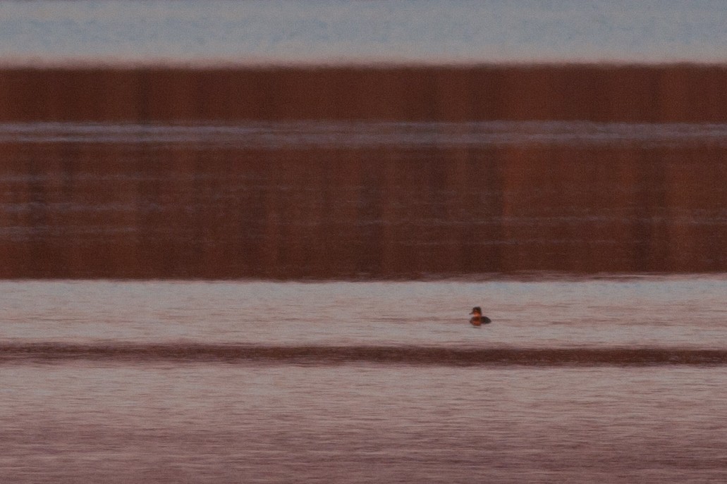 Hooded Merganser - ML84091551