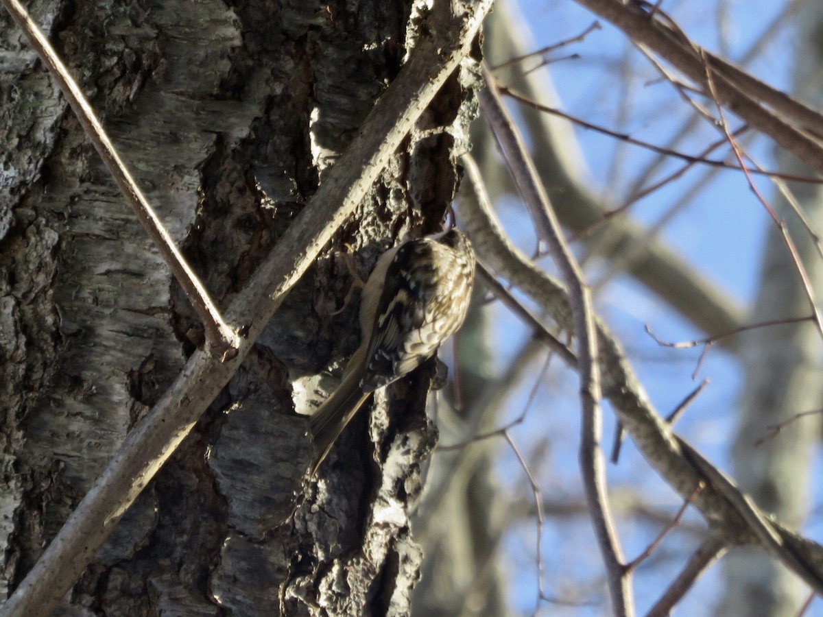 Brown Creeper - ML84092381