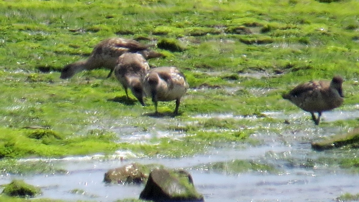 Crested Duck - ML84092461