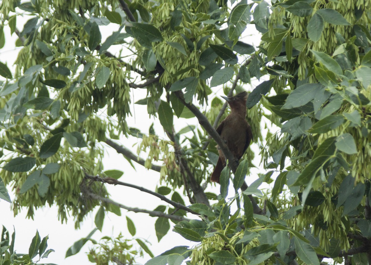 Brown Cacholote - Miguel Avalos