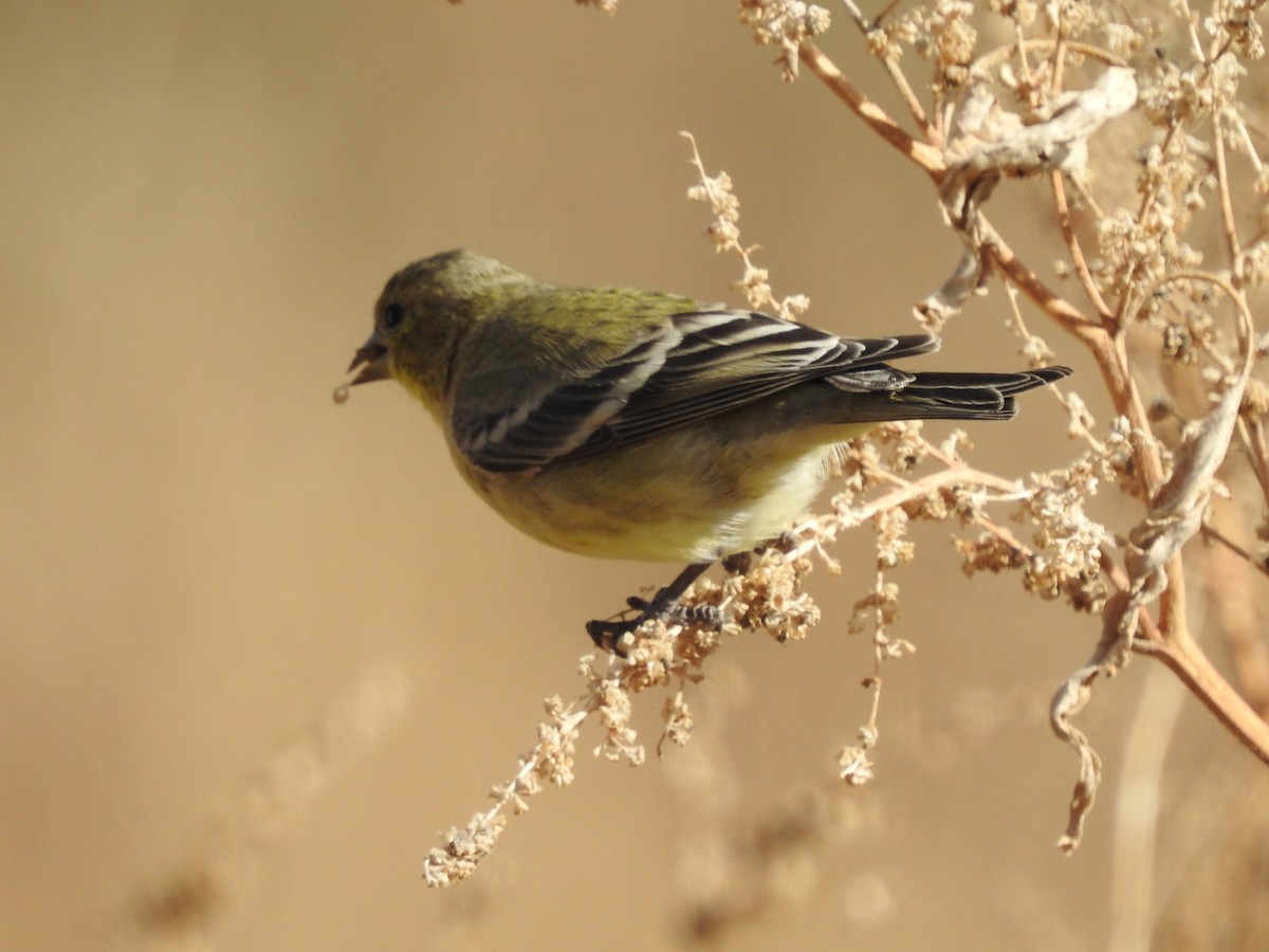 Lesser Goldfinch - ML84092901