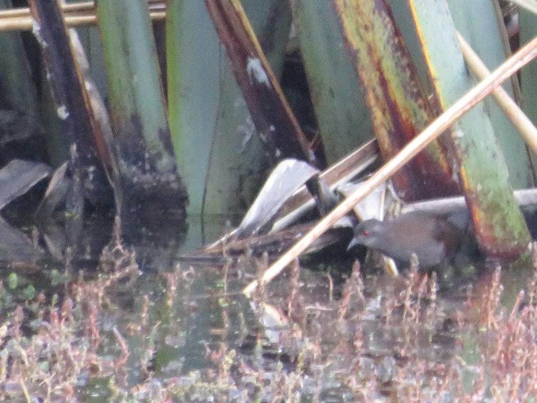 Südsee-Sumpfhuhn - ML84092931