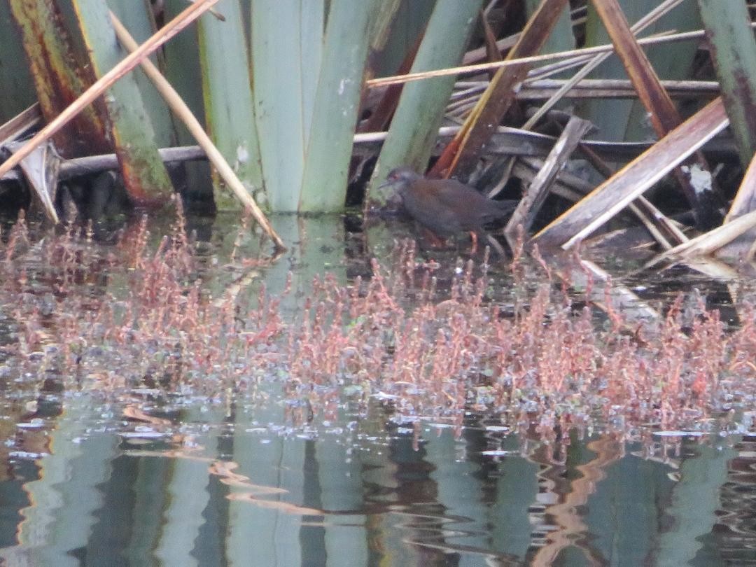 Spotless Crake - ML84092941