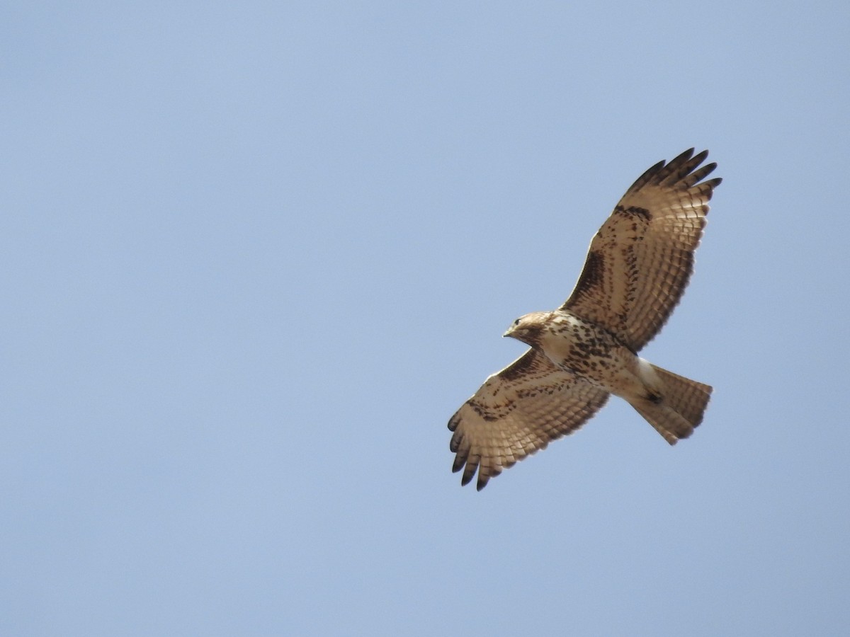Red-tailed Hawk - ML84092991