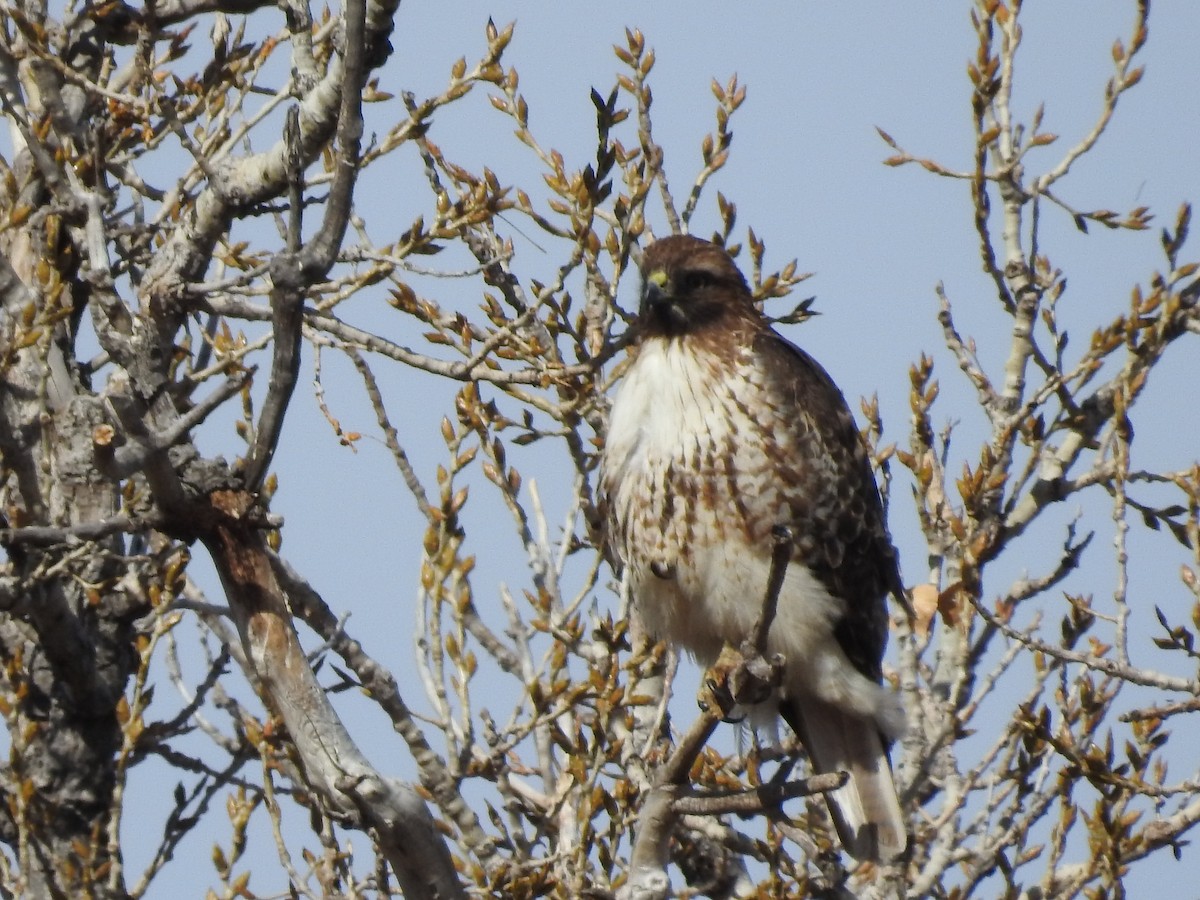 Red-tailed Hawk - ML84093021