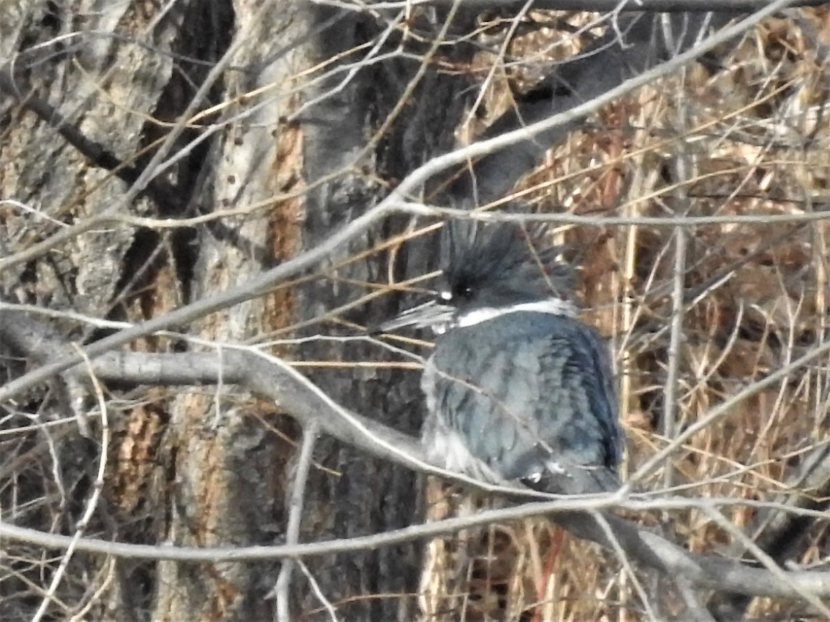 Belted Kingfisher - ML84093051
