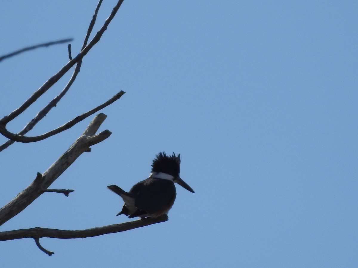 Belted Kingfisher - ML84093091