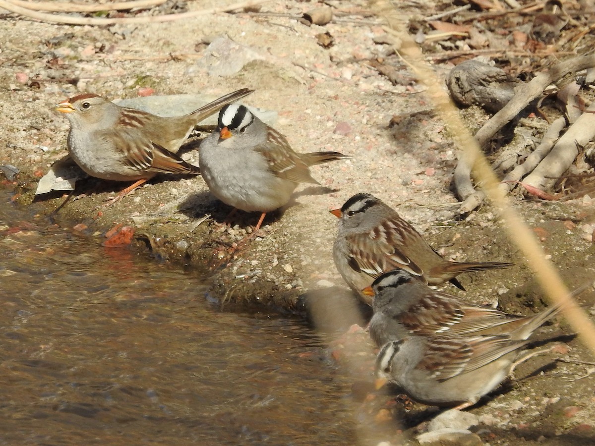 White-crowned Sparrow - ML84093181