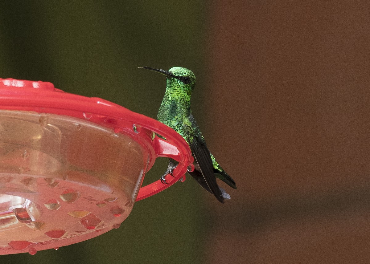 Short-tailed Emerald - ML84094211