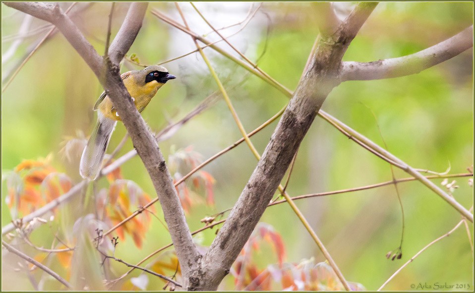 Yellow-throated Laughingthrush - Arka Sarkar