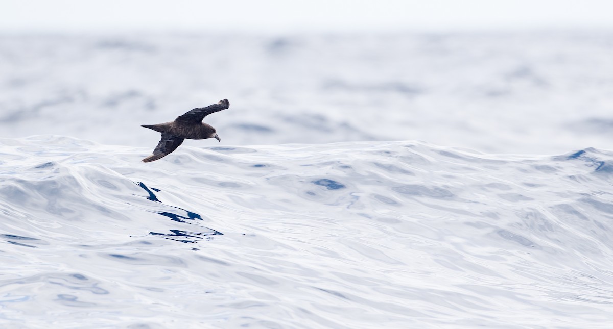 Gray-faced Petrel - ML84098301