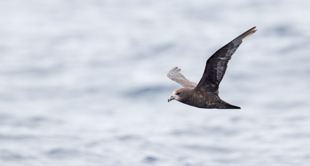 Petrel Carigrís - ML84098311